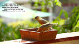 Om Craft Villa Terracotta Bird Bath (9x9 Inches)