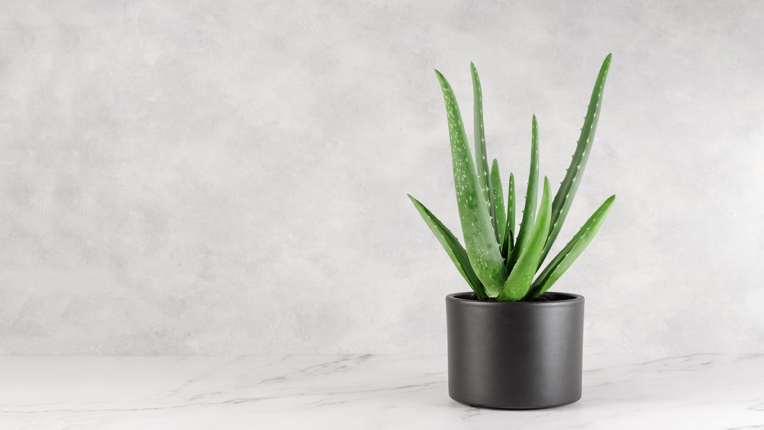 Top 5 Aloe Vera Plants