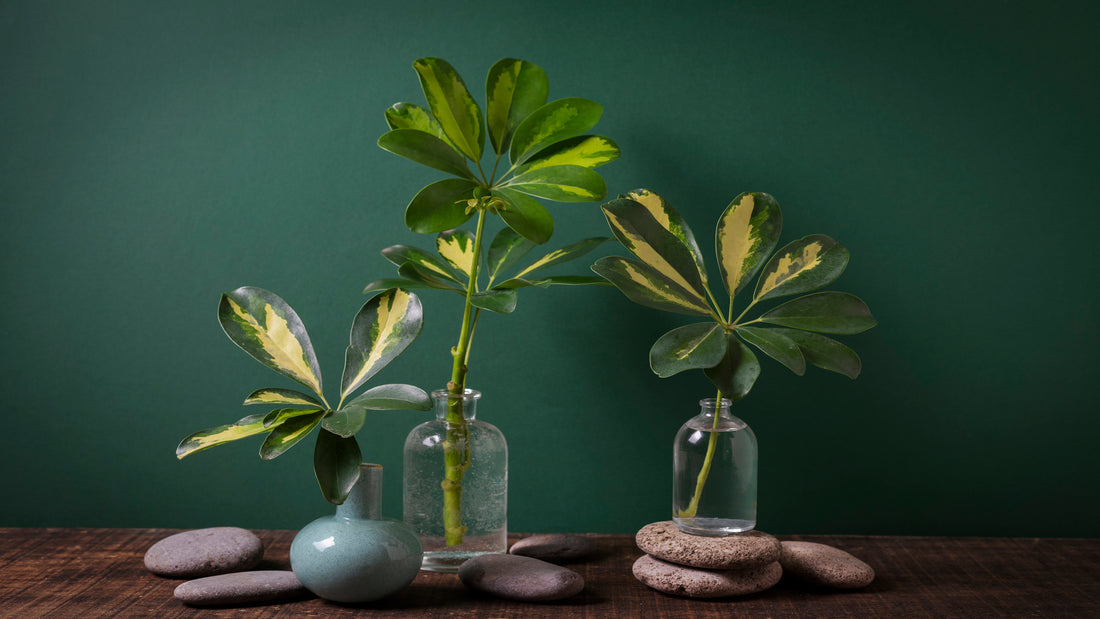 Top 10 Water Plants To Beautify Your Indoor Space