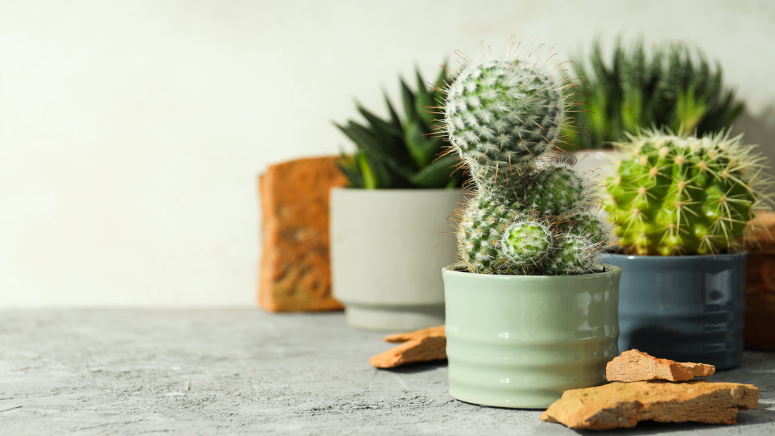 Top 10 Cactus Plants To Decorate Your Home