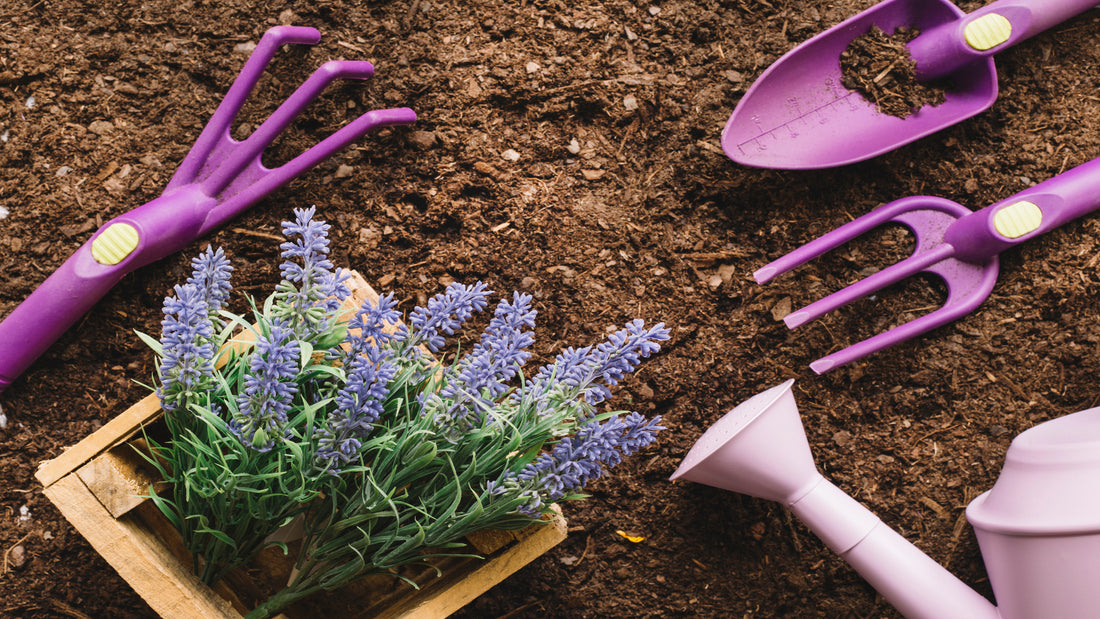 Top 10 Lavender Plants