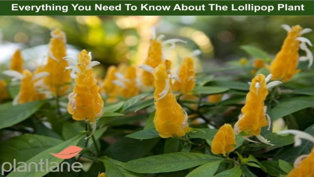 Everything You Need To Know About The Lollipop Plant