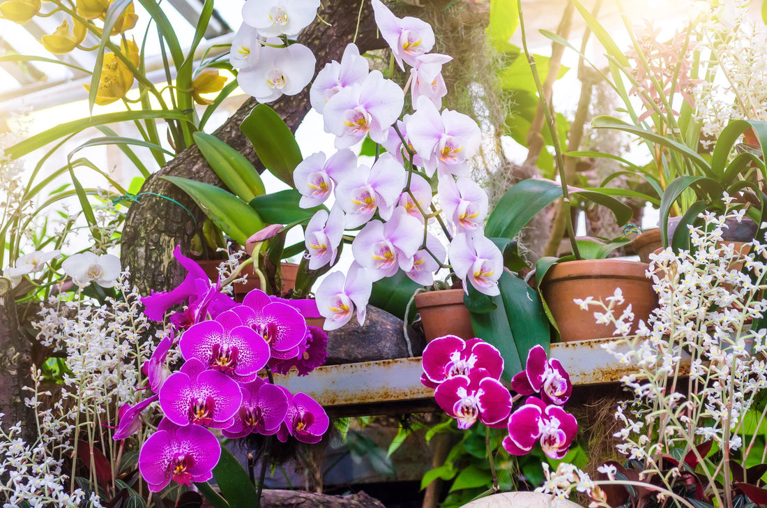 Top 10 Orchid Flower Plants - Types, Uses, And Maintenance