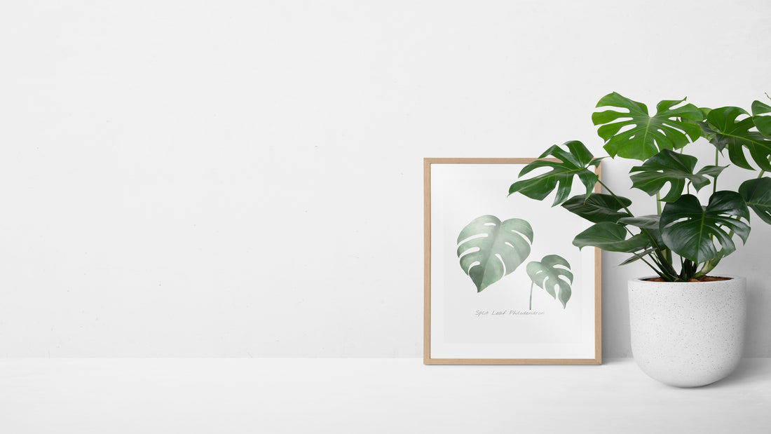 Top 10 Tips for Monstera Plant Care and Growth