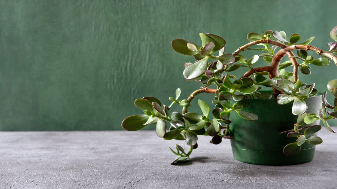 Top 10 Jade Plants