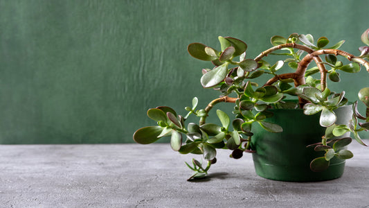 Top 10 Jade Plants