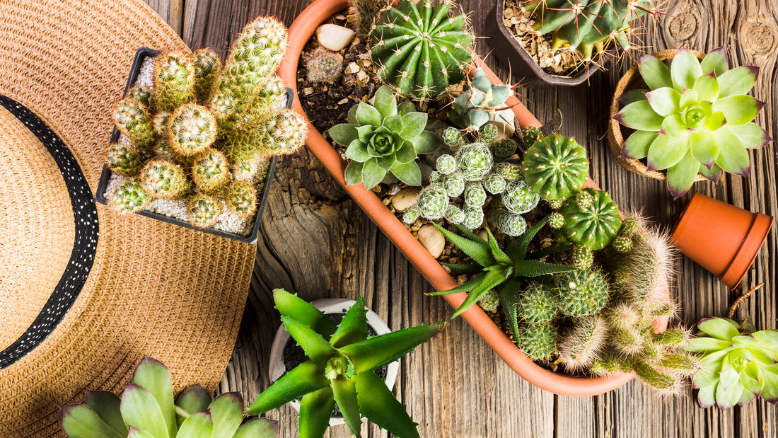 Top 10 Succulent Plants