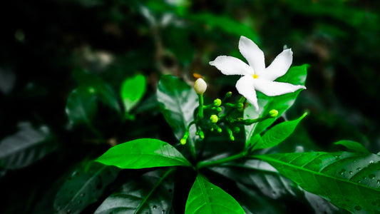 Top 10 Jasmine Flower Plants - Types, Benefits, Uses, and Care Tips