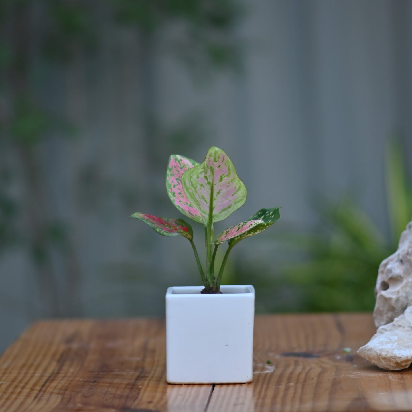 Ceramic Cube Pot 3" For Plants