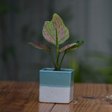 Ceramic Cube Pot 3" For Plants