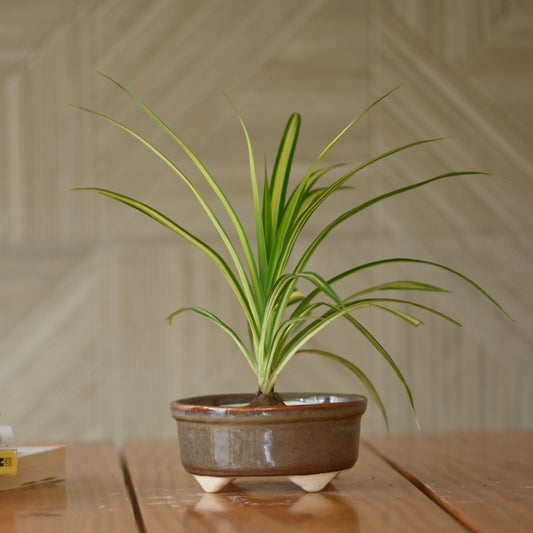 Ceramic Mini Bonsai Bowl Pot