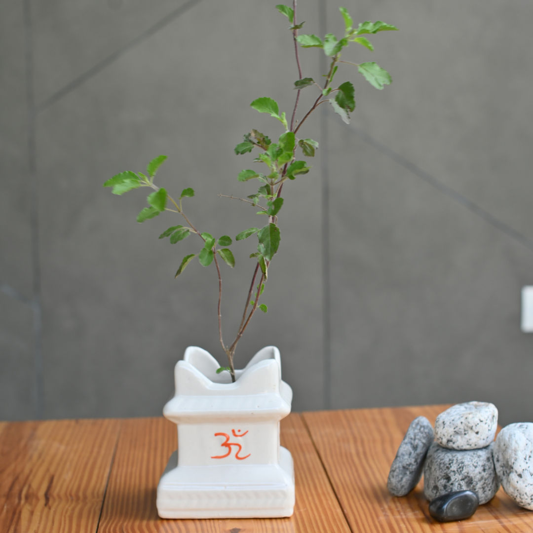 Ceramic Tulsi Planter