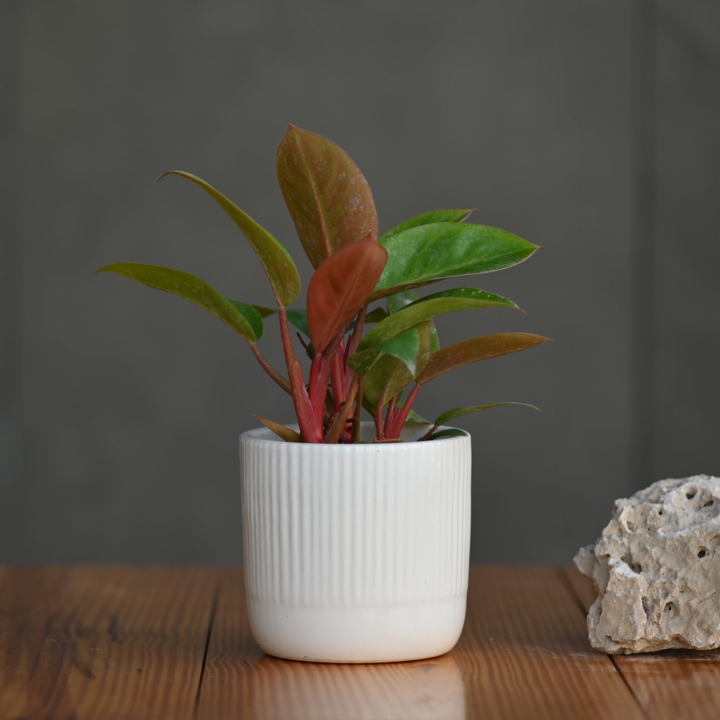 Modern Ribbed Ceramic Planter