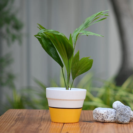 Ceramic Classic Band Pot/Planters