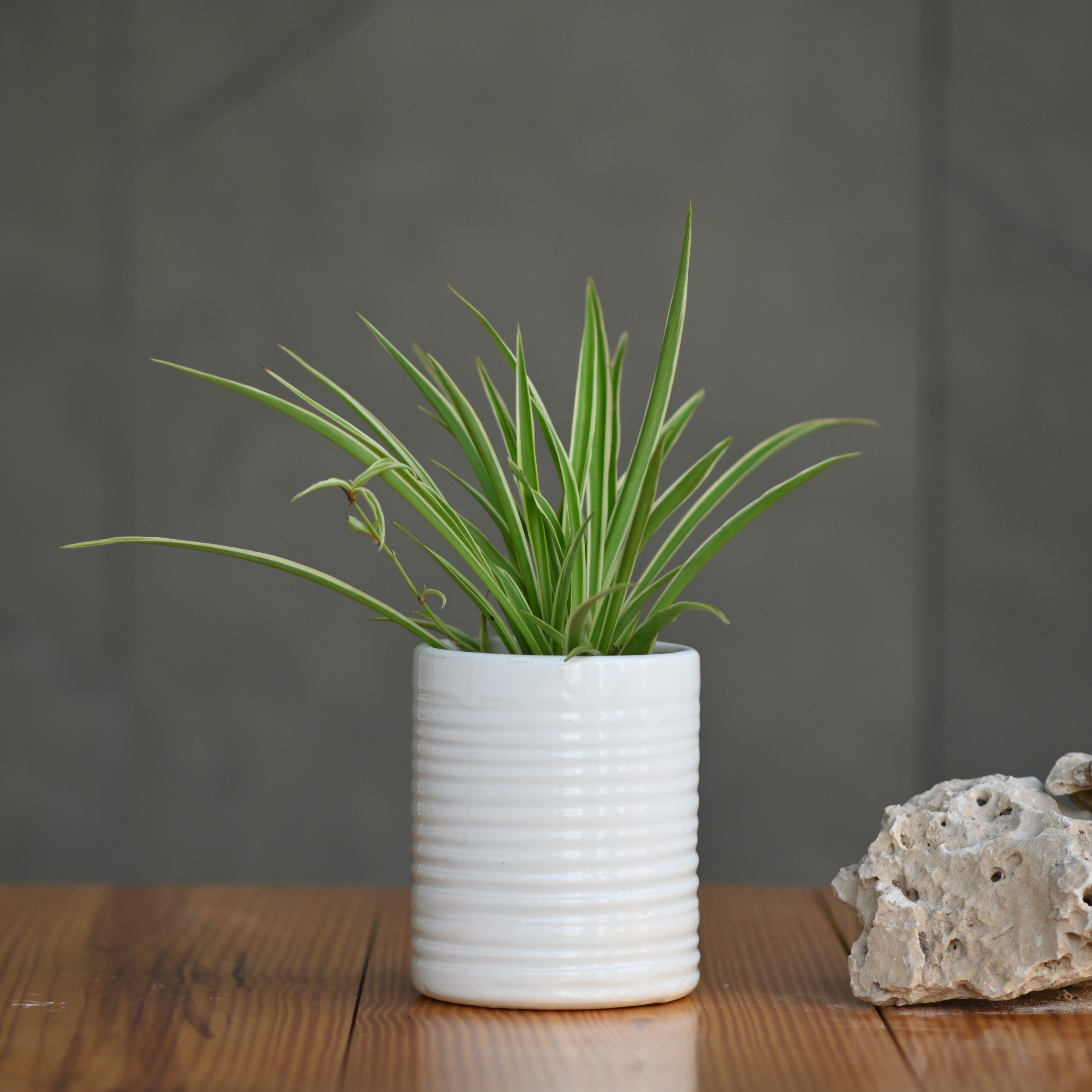 Ceramic Ribbed Cylender Pot, White