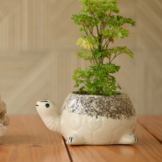 Ceramic Sitting Tortoise Pot/Planter