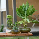 Ceramic Venus Bonsai Pot, Green