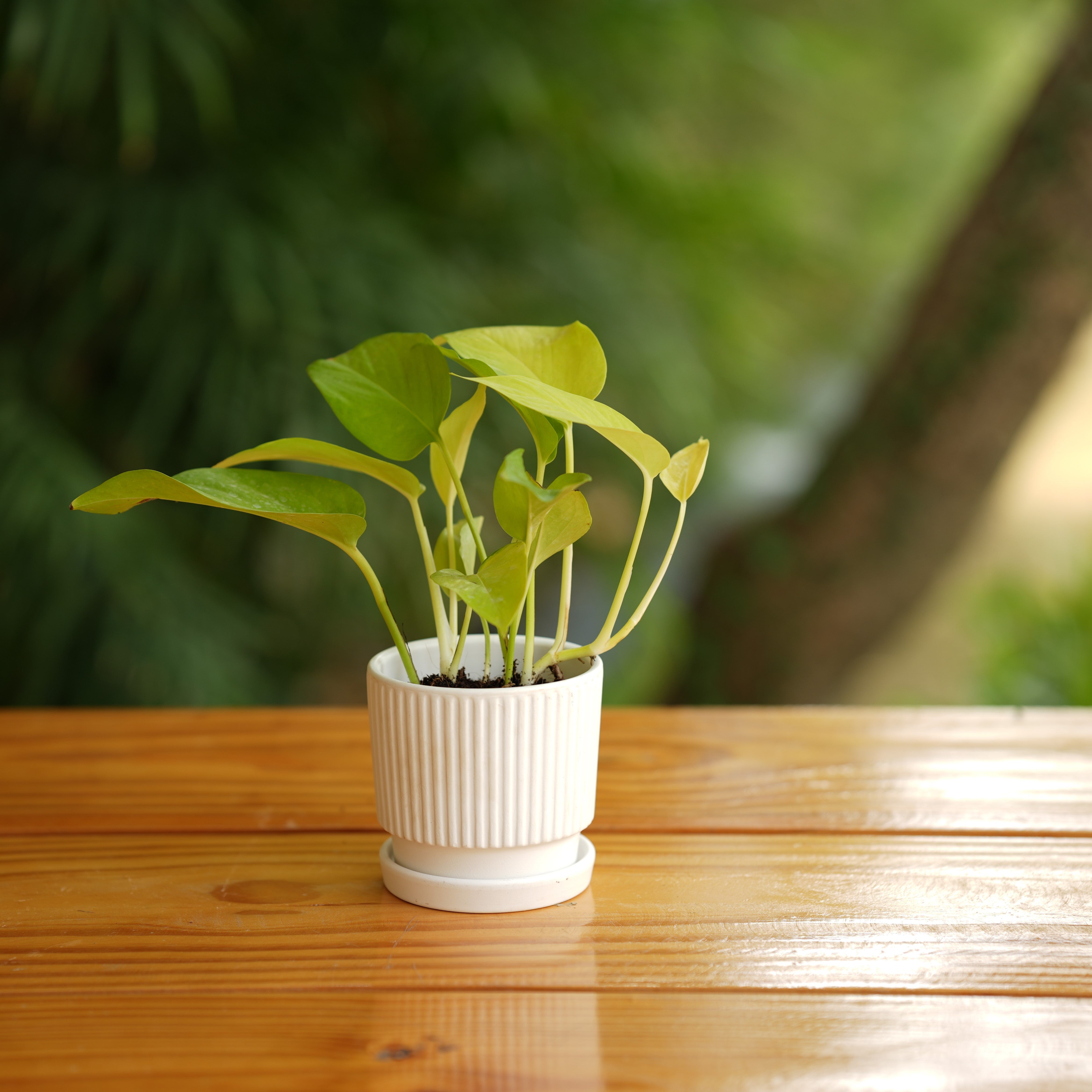 Round Shape Ribbed Ceramic Planter With Tray