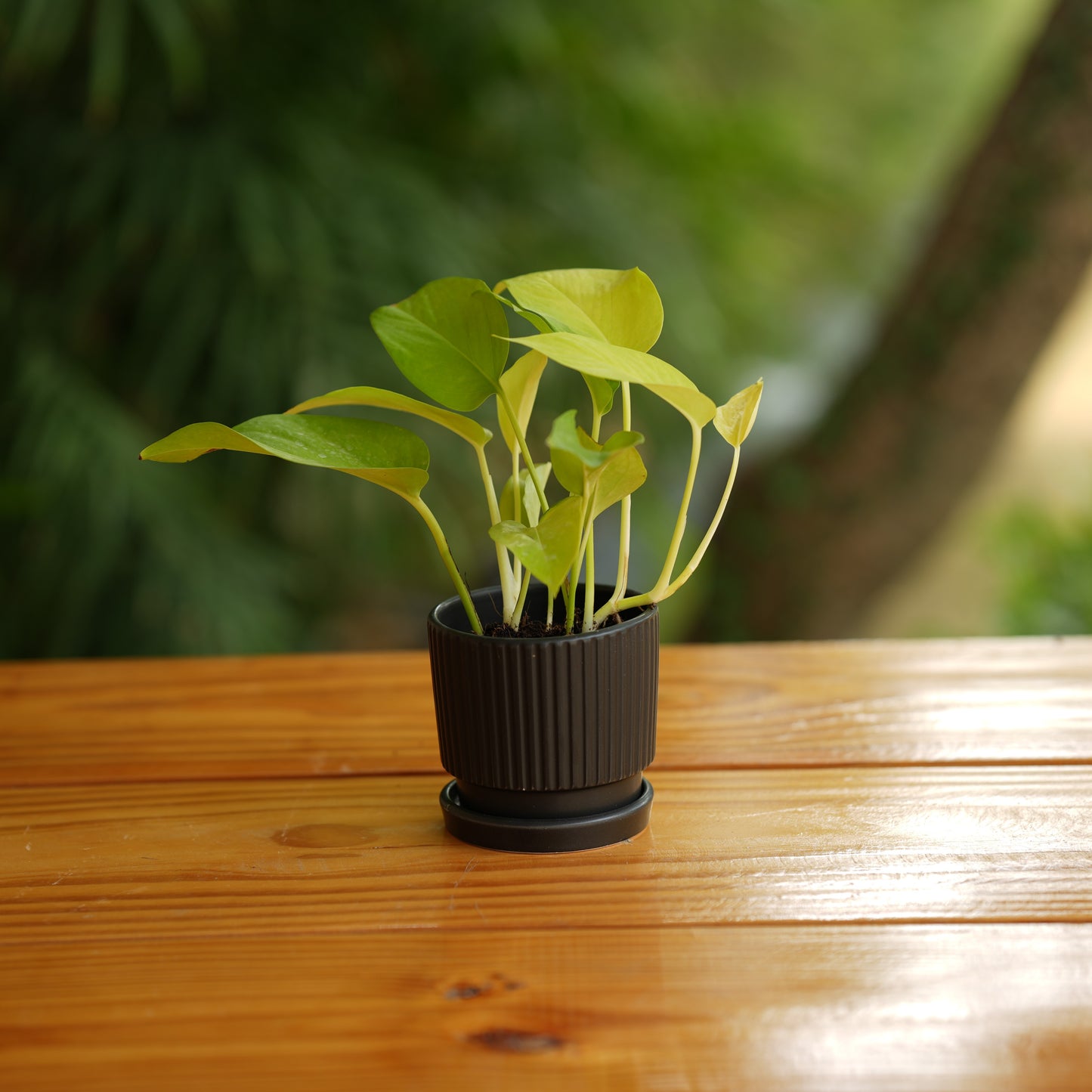 Round Shape Ribbed Ceramic Planter With Tray