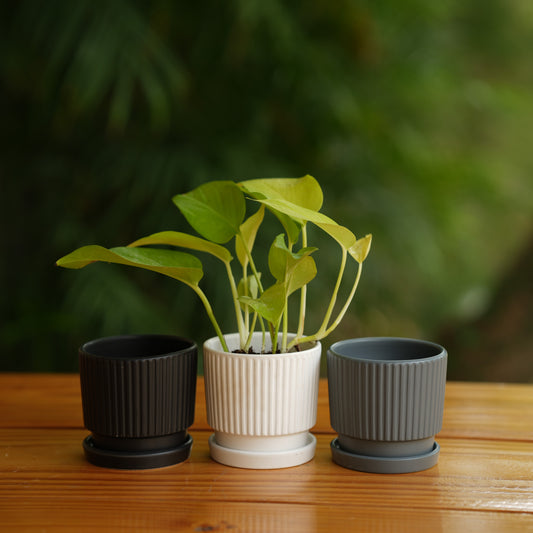 Round Shape Ribbed Ceramic Planter With Tray