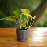 Round Shape Ribbed Ceramic Planter With Tray