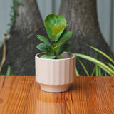 Gamla Ribbed Ceramic Planter (Light Brown)