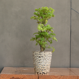 Rustic Ceramic Planter - Contemporary Planter