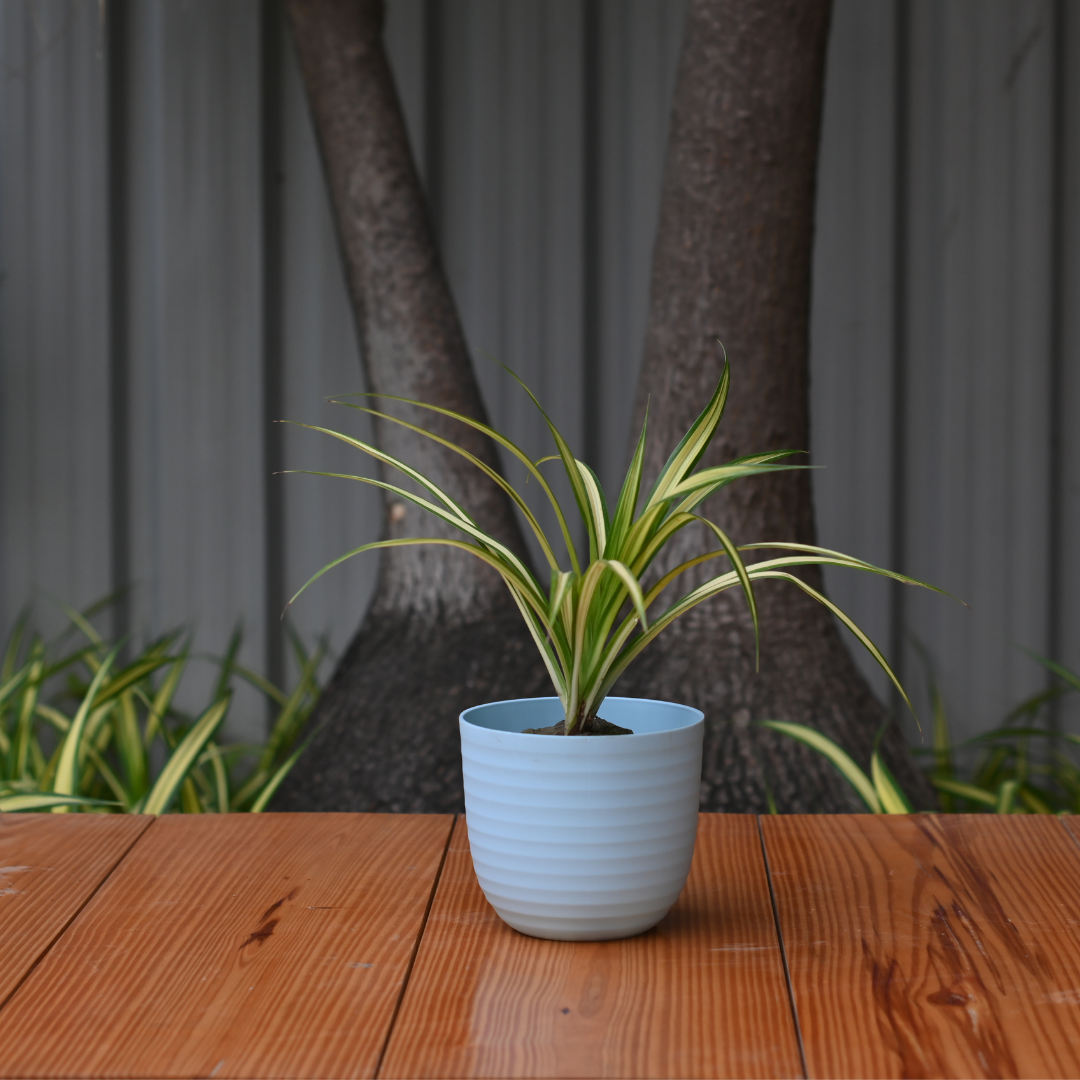 Plastic Verona 15 Pot/Planter