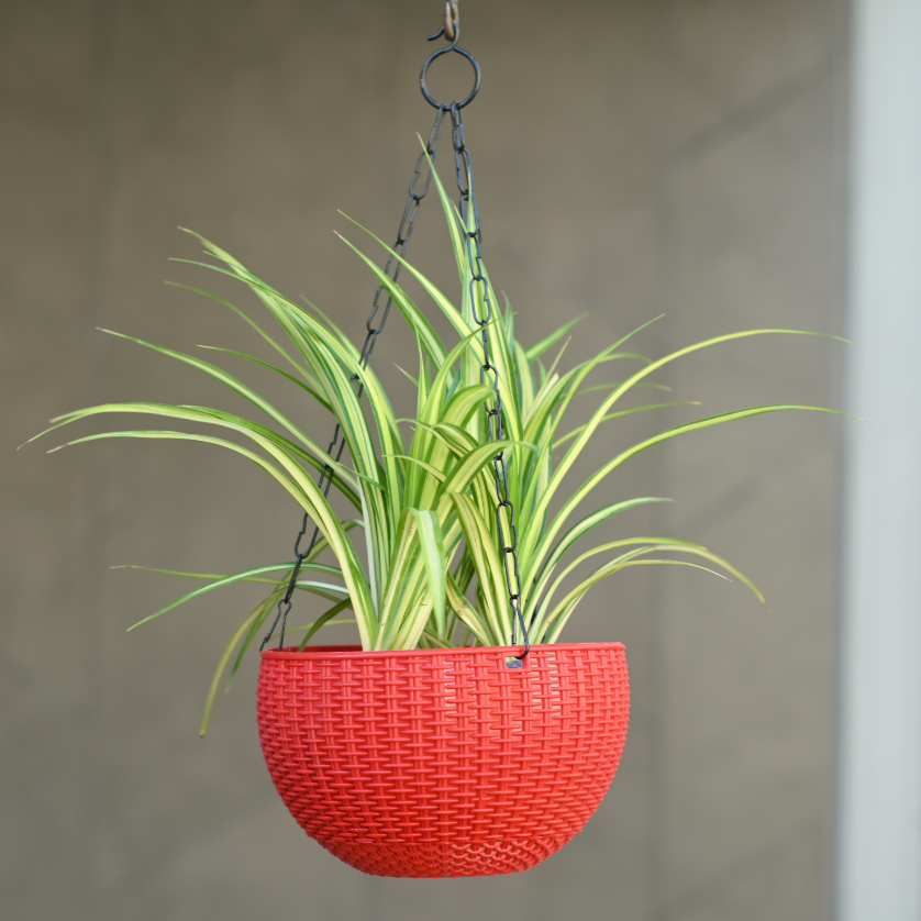 Plastic Rattan Hanging 8.1" Pot With Chain