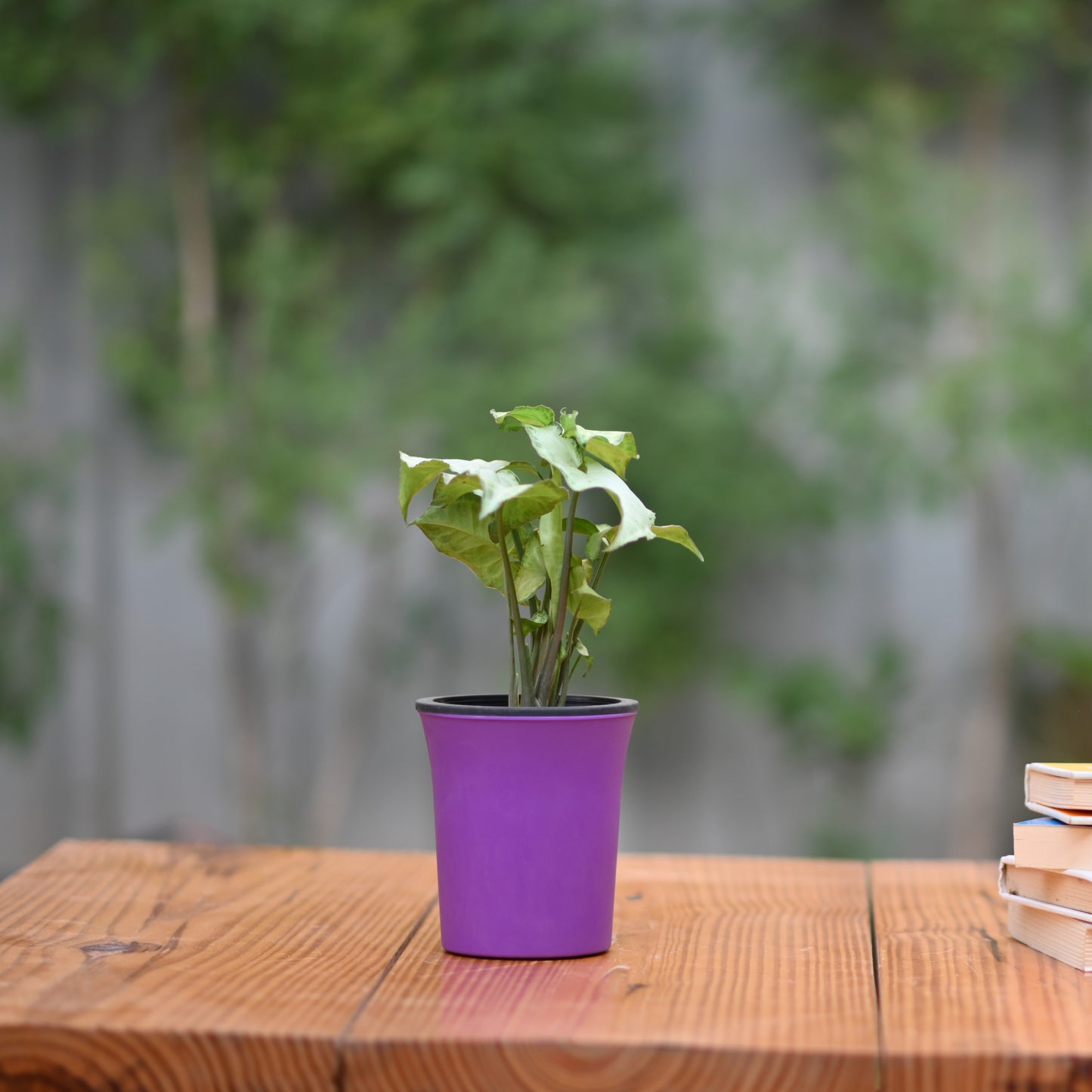 Plastic Self Watering Pot- Set of 3