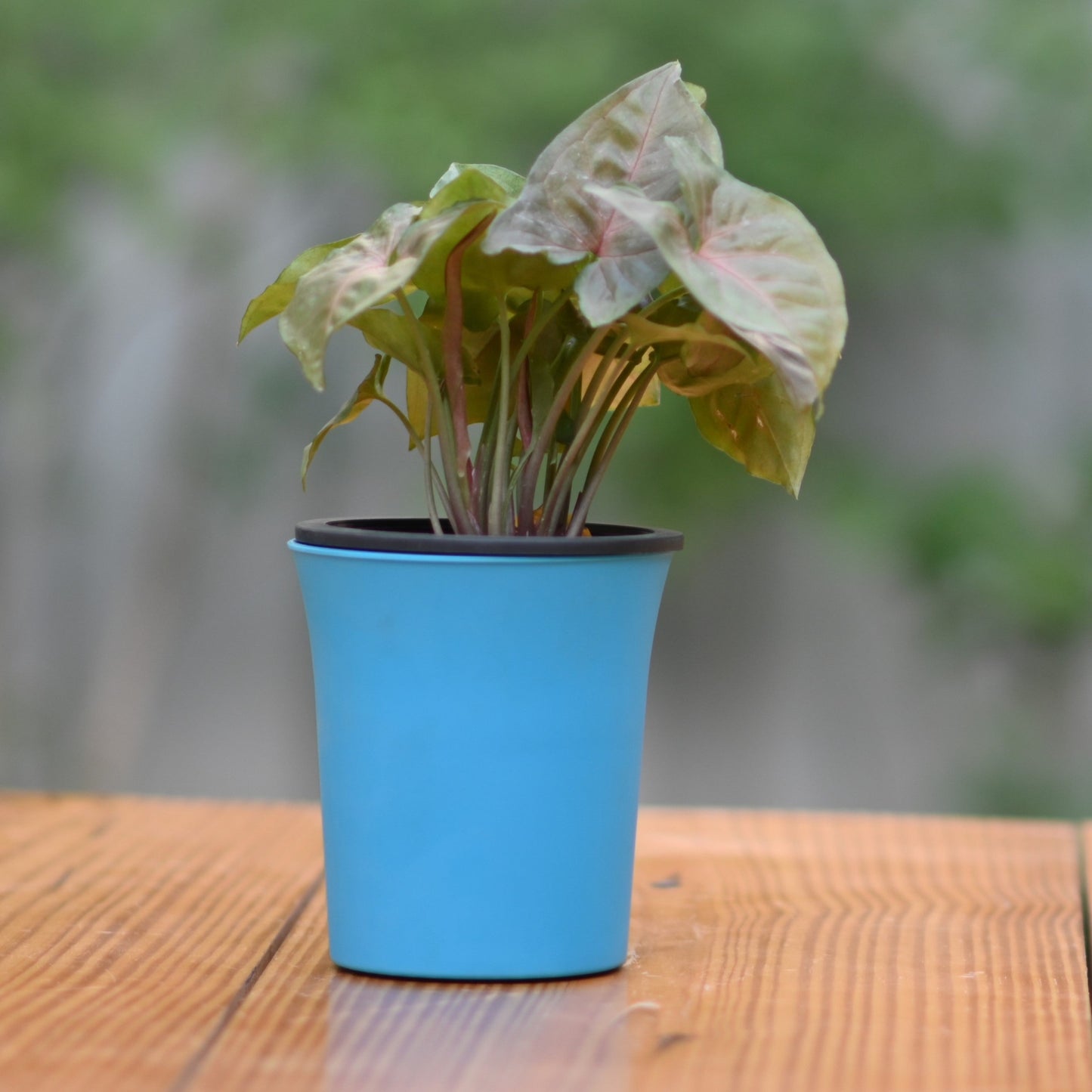 Plastic Self Watering Pot- Set of 3