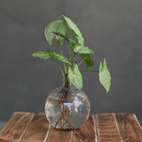 Ball Shaped Round Plastic Vase | for Money Plant- Set of 2