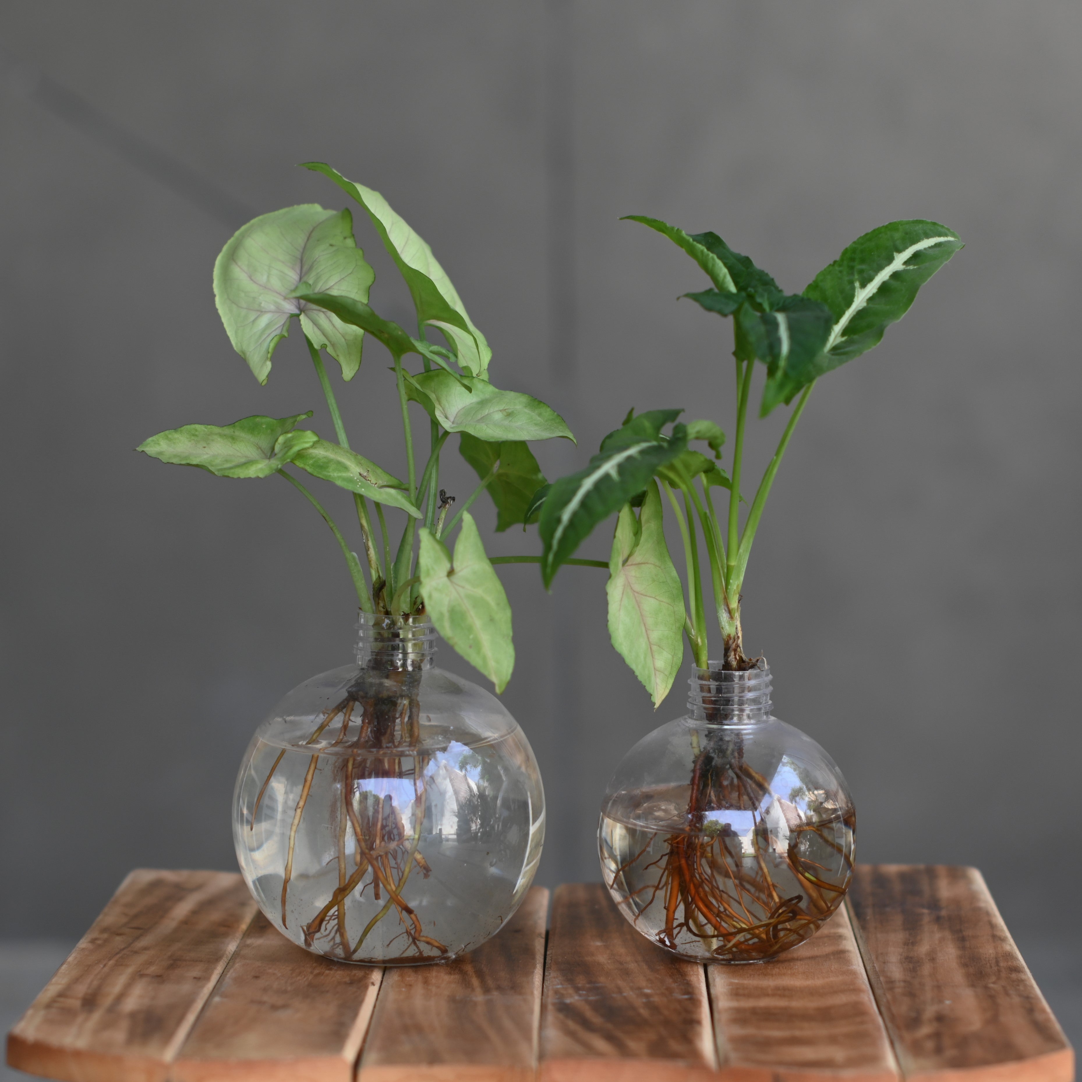 Ball Shaped Round Plastic Vase | for Money Plant- Set of 2