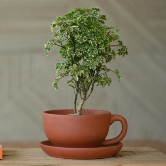 Terracotta Tea Cup Pot with Tray for Plants