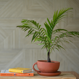 Terracotta Tea Cup Pot with Tray for Plants