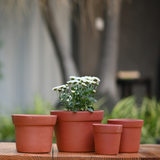 Terracotta Gamla/Vase Pot for Plants