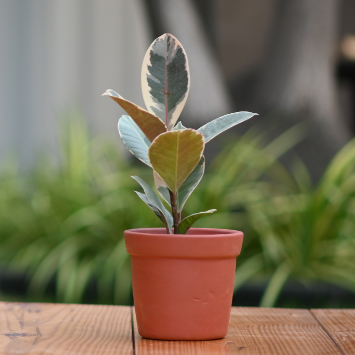 Terracotta Gamla/Vase Pot for Plants