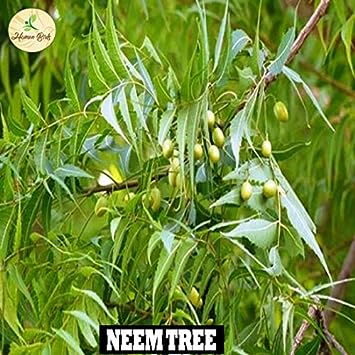 Neem, Vepa Ginjalu, Azadirachta Indica Seed Balls- Pack of 30