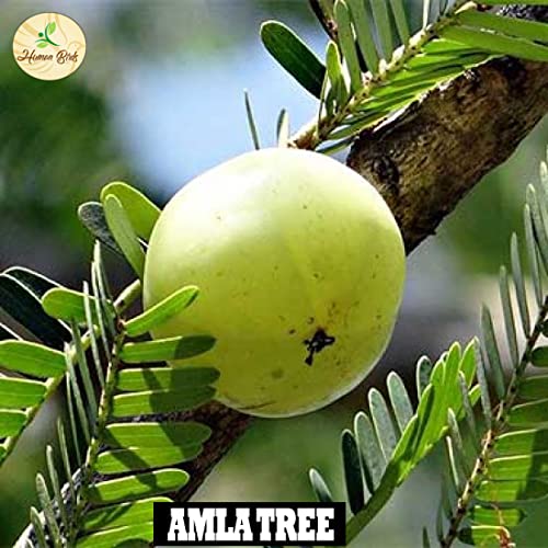 Amla Seed Balls- Pack of 50