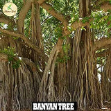 Banyan Seed Balls- Pack of 1000