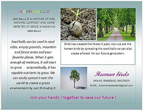 Ficus, Peepal, Arasamaram, Bodhi Satva Tree Seed Balls- Pack of 30