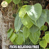 Ficus, Peepal, Arasamaram, Bodhi Seed Balls- Pack of 500