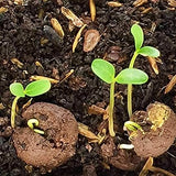 (Arasamaram, Ficus Religiosa, Peepal), (Attimaram, Common Fig, Umbar, Bodda), (Koiya, Guava, Amrood) Mixed Seed Balls