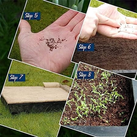 Flare Seeds Garden Beautiful Bloom Germination Seeds