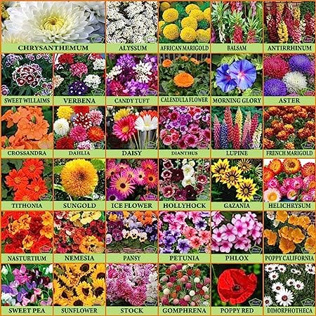 Flare Seeds Garden Beautiful Bloom Germination Seeds