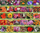 Flare Seeds Garden Beautiful Bloom Germination Seeds