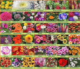 Flare Seeds Garden Beautiful Bloom Germination Seeds