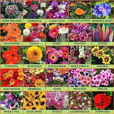 Flare Seeds Garden Beautiful Bloom Germination Seeds