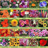 Flare Seeds Garden Beautiful Bloom Germination Seeds