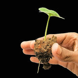 Fig, Ficus Carica, Atthimaram, Cluster Seed Balls